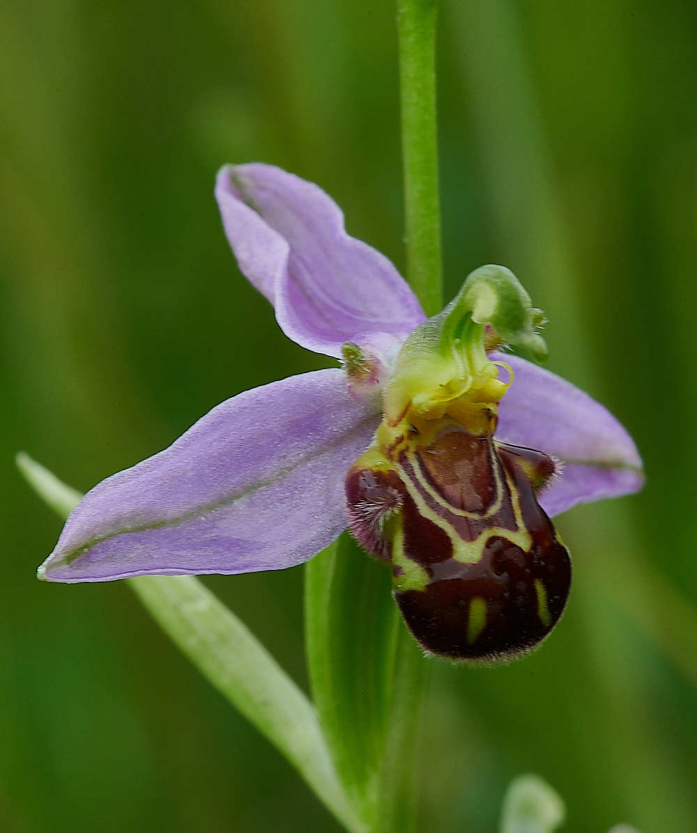 Austin&#39;sWoodBeeOrchid270621-1