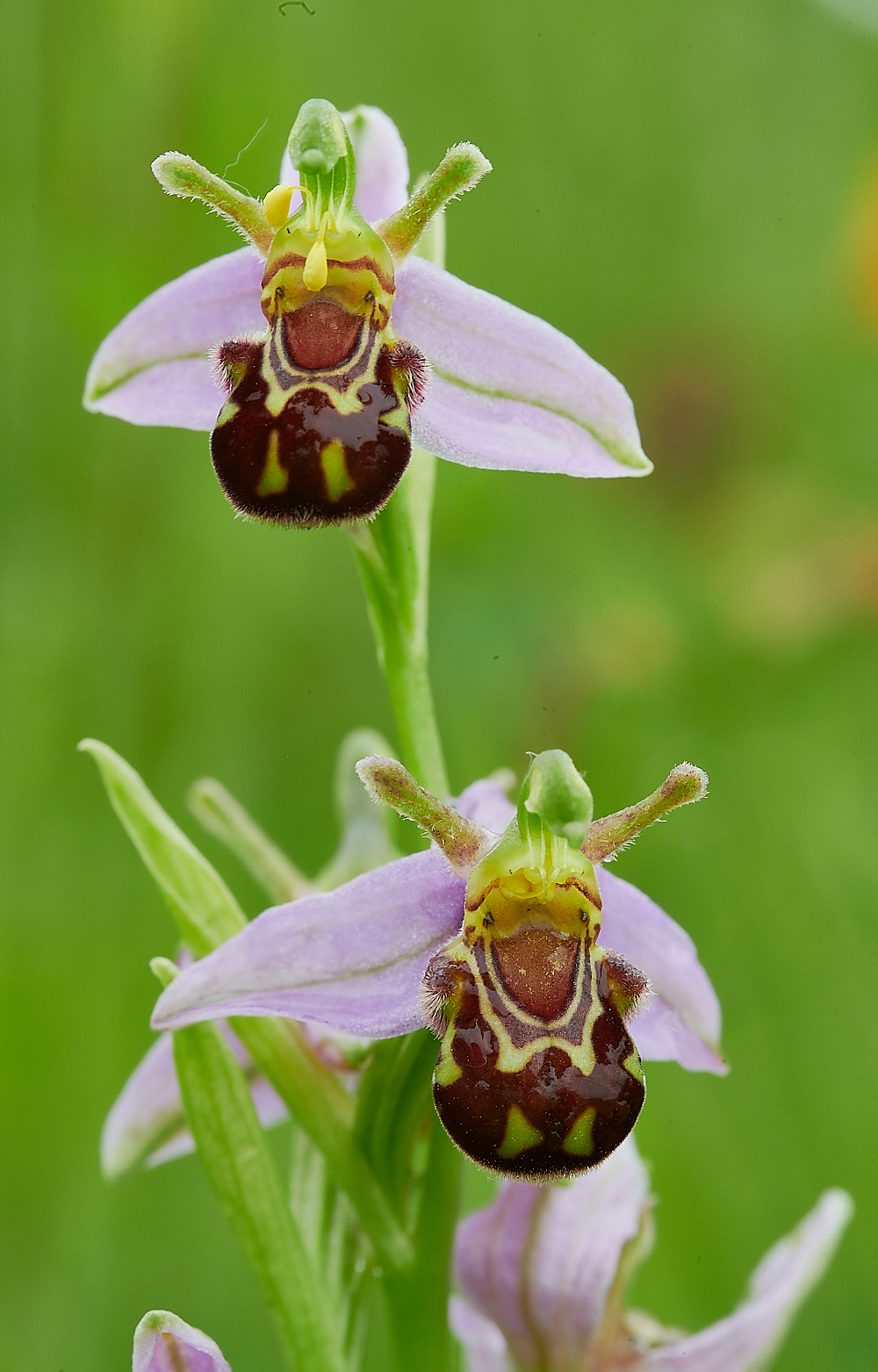 Austin&#39;sWoodBeeOrchid270621-2