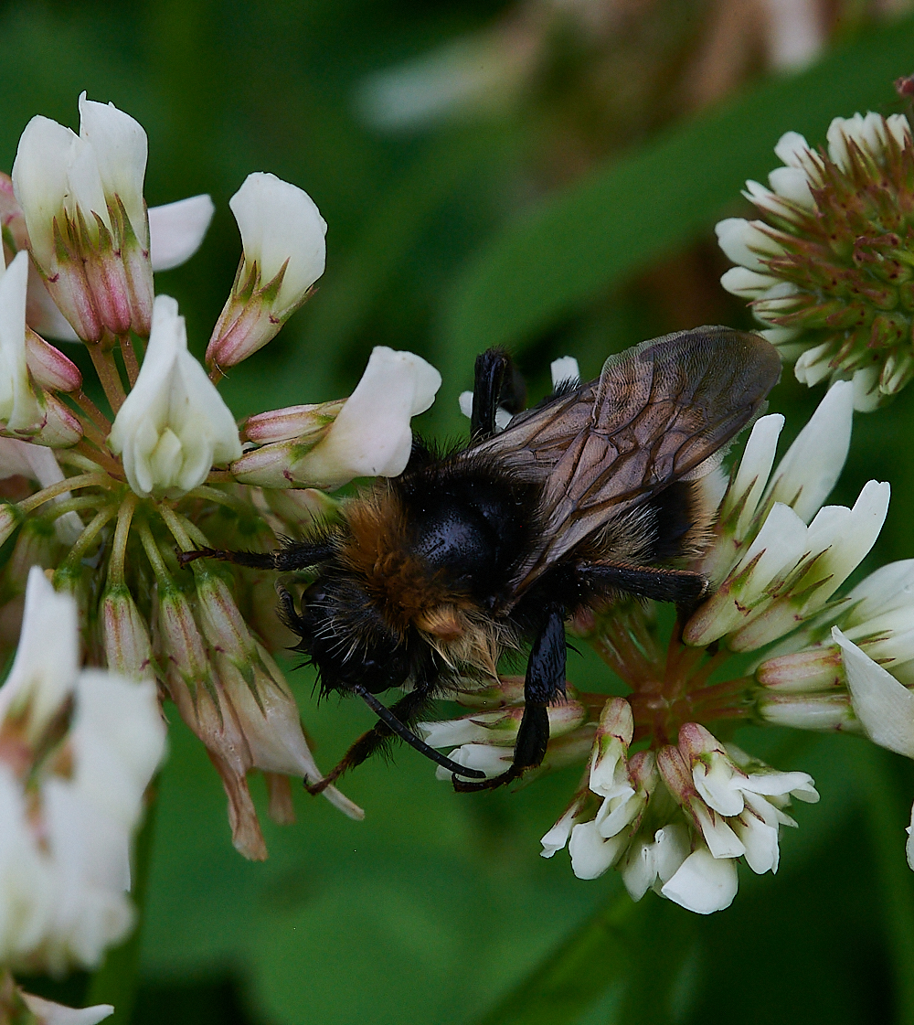 Austin&#39;sWoodBumbleBee270621-1