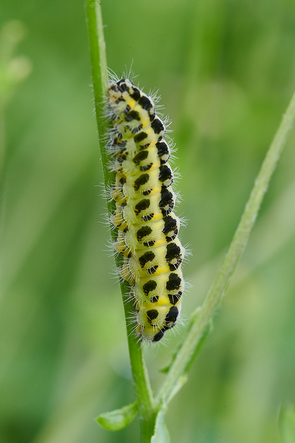 Austin&#39;sWoodCaterpillar2270621-1