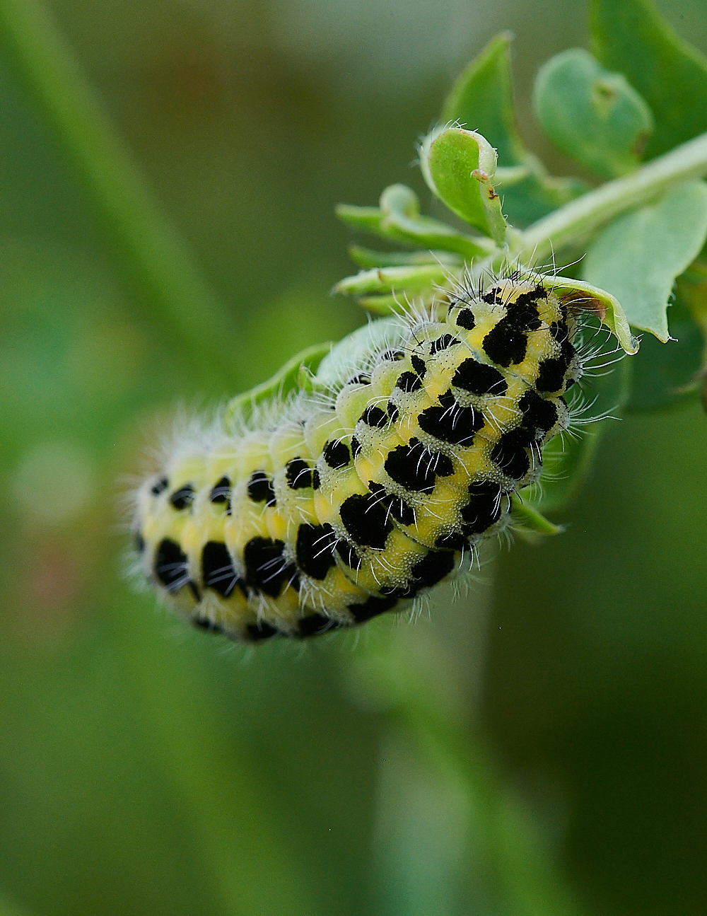 Austin&#39;sWoodCaterpillar2270621-2