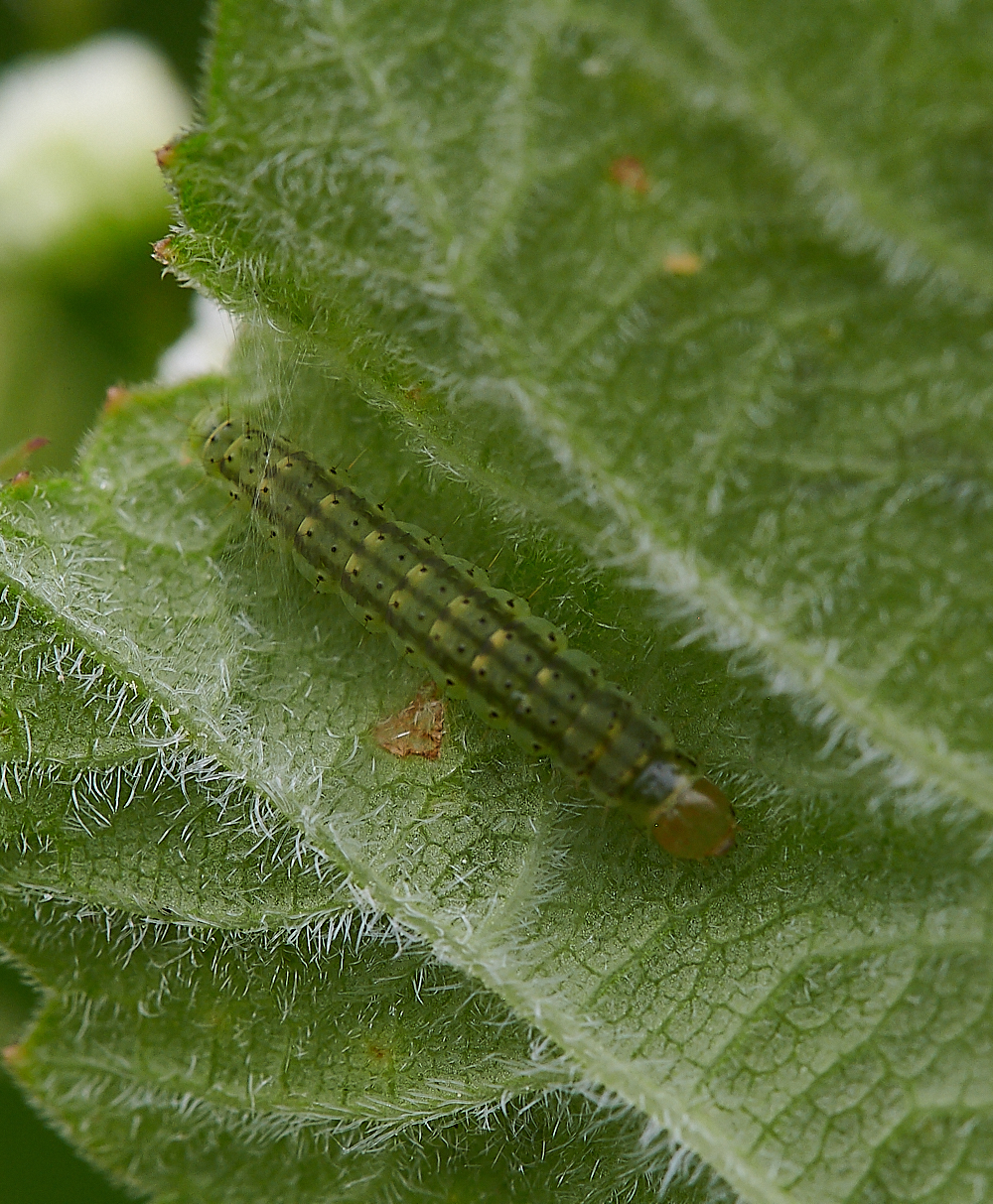 Austin&#39;sWoodCaterpillar270621-1