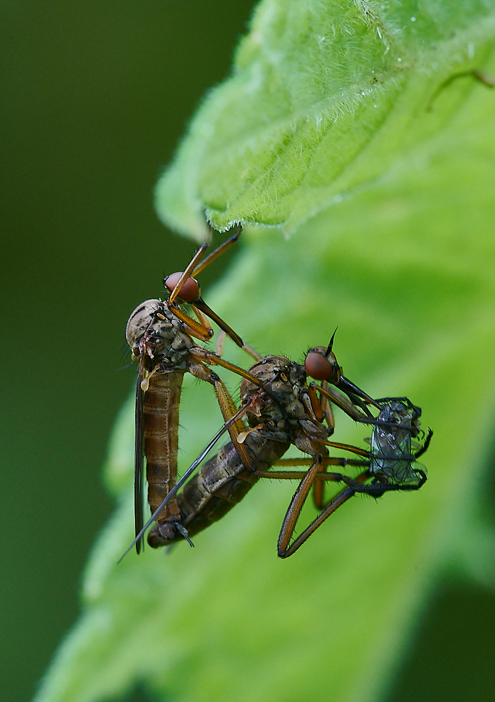 Austin&#39;sWoodFly270621-1 1