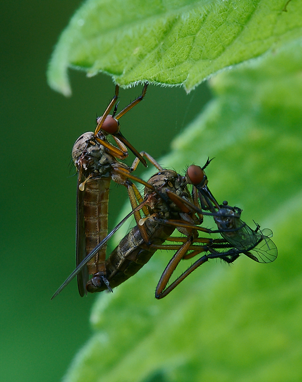 Austin&#39;sWoodFly270621-2