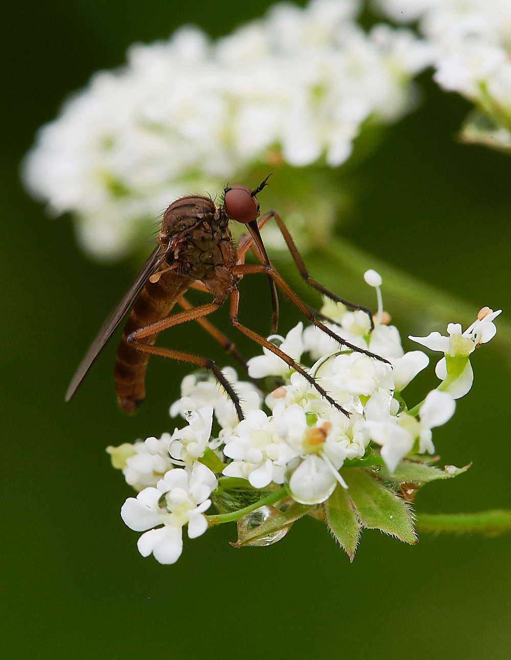 Austin&#39;sWoodFly270621-3