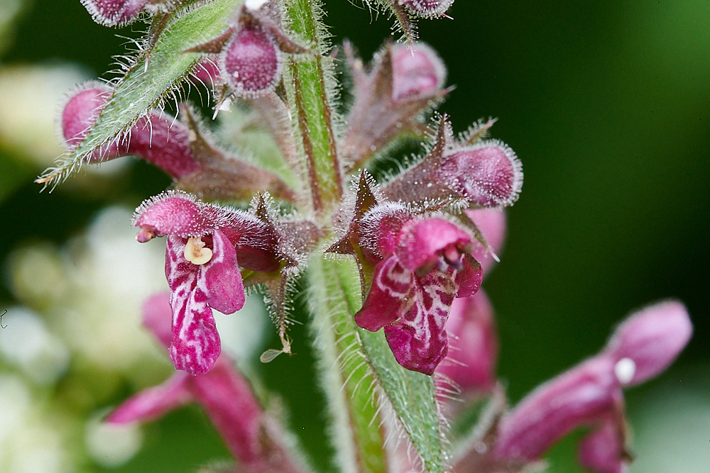 Austin&#39;sWoodHedgeWoundwort270621-1