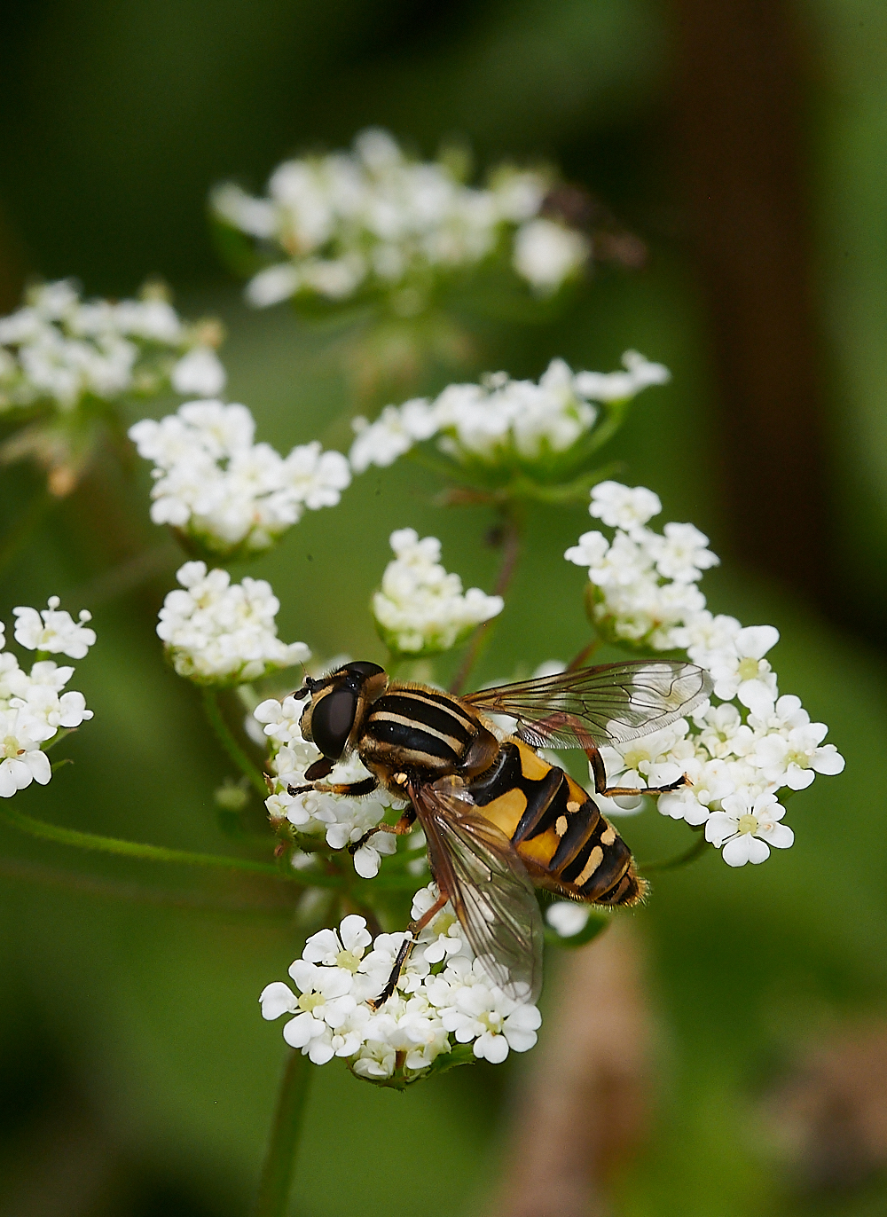 Austin&#39;sWoodHelophilus270621-1