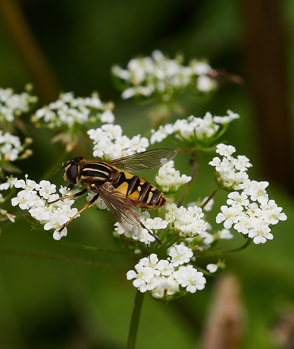 Austin&#39;sWoodHelophilus270621-2