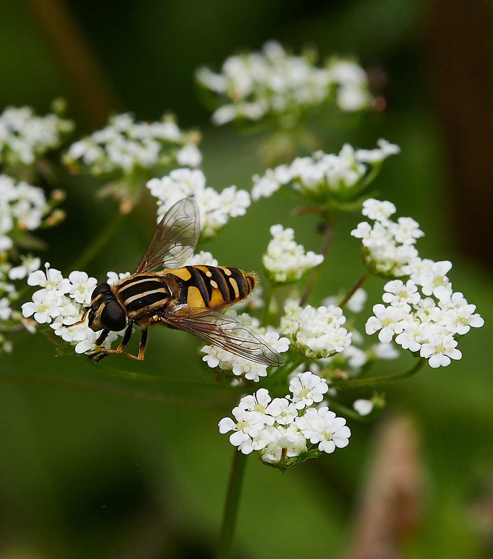 Austin&#39;sWoodHelophilus270621-3