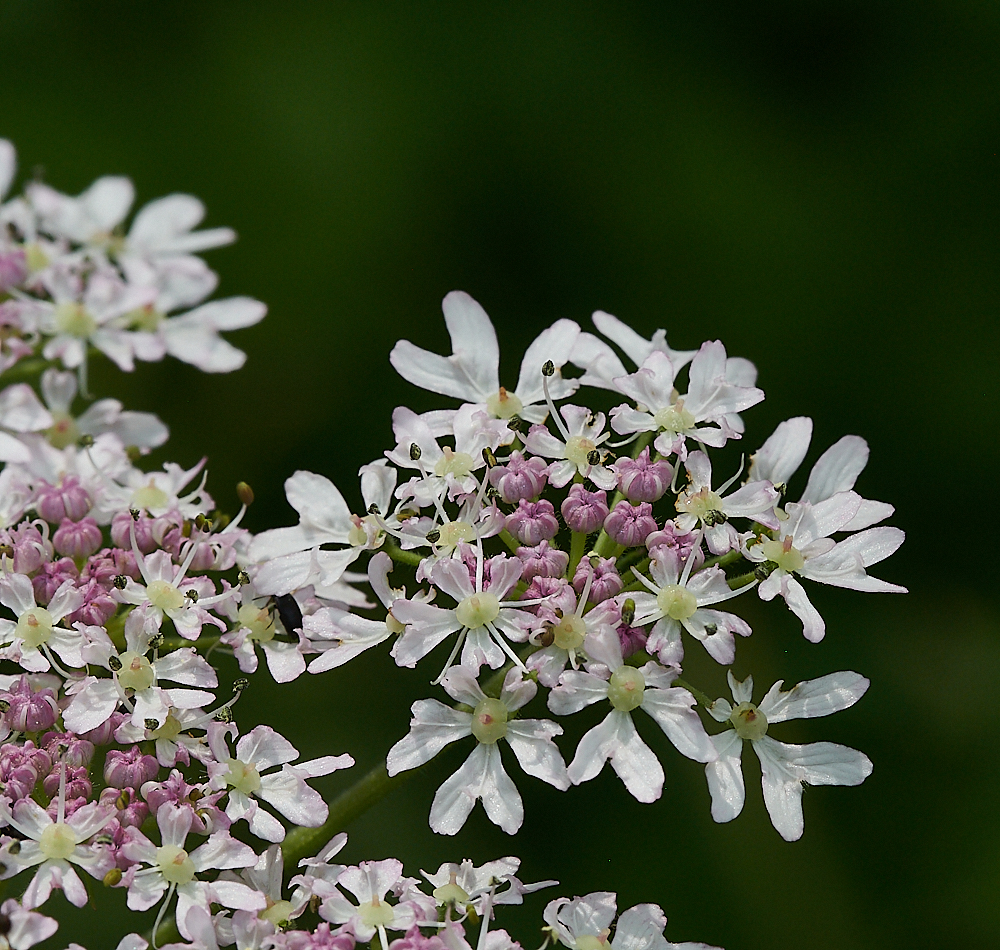 Austin&#39;sWoodHogweed270621-1