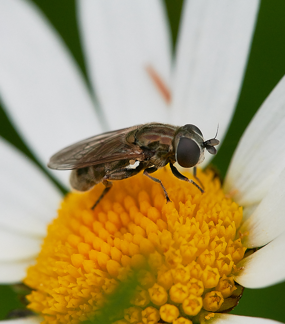 Austin&#39;sWoodHoverfly270621-2