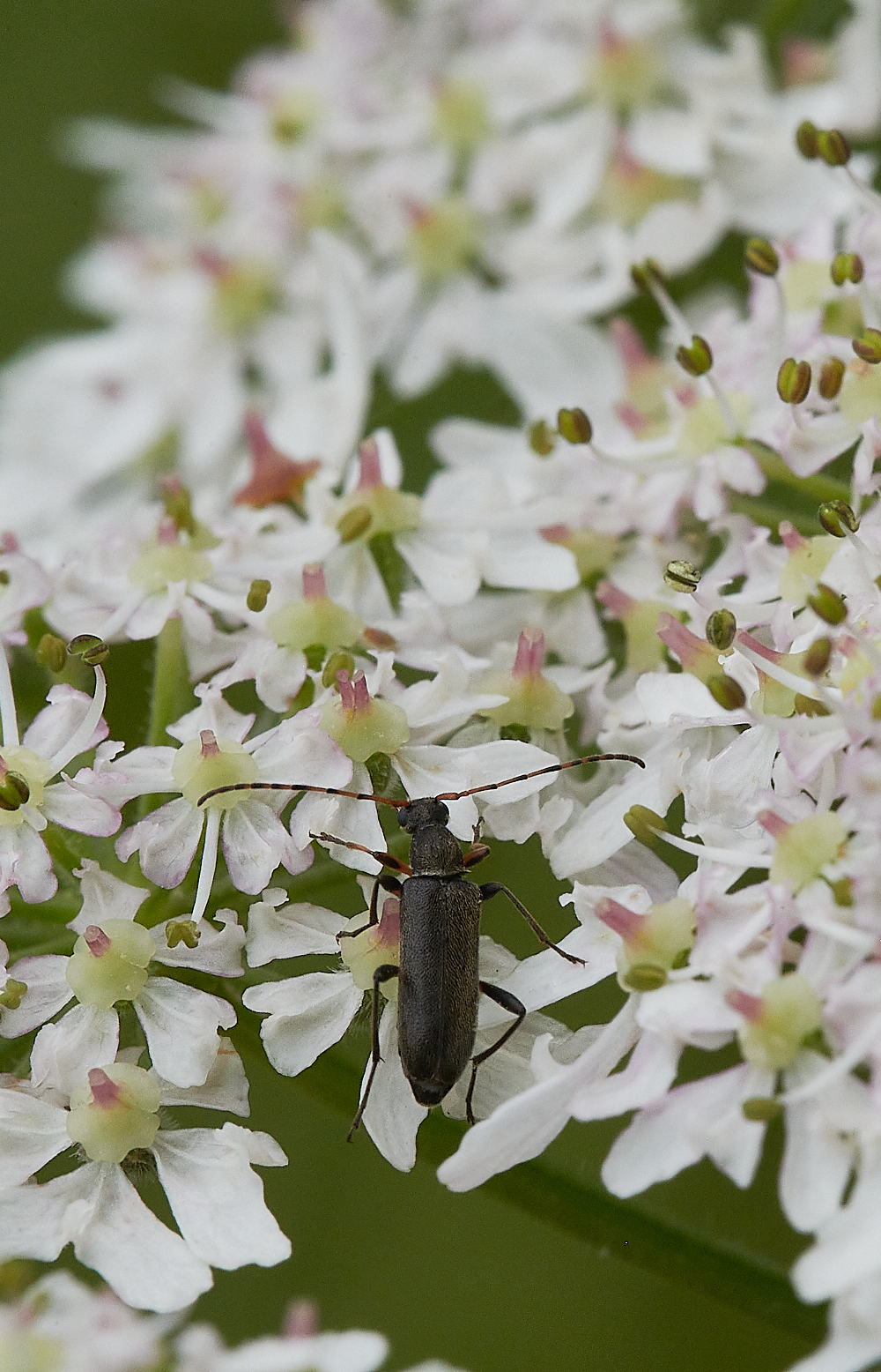 Austin&#39;sWoodLonghornBeetle270621-1