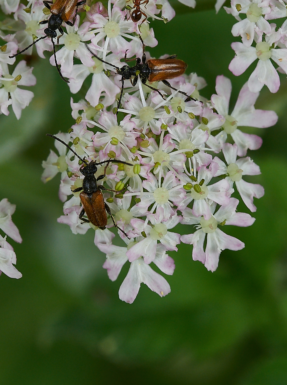 Austin&#39;sWoodLonghornd&#38;Ants270621-3