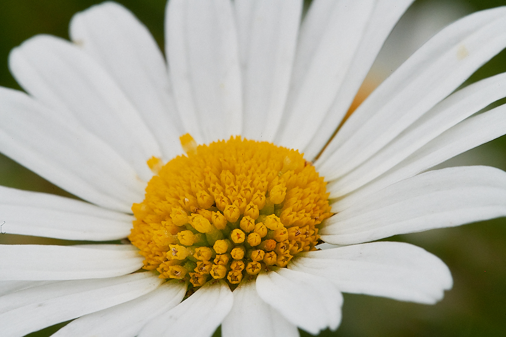 Austin&#39;sWoodOxeyeDaisy270621-1