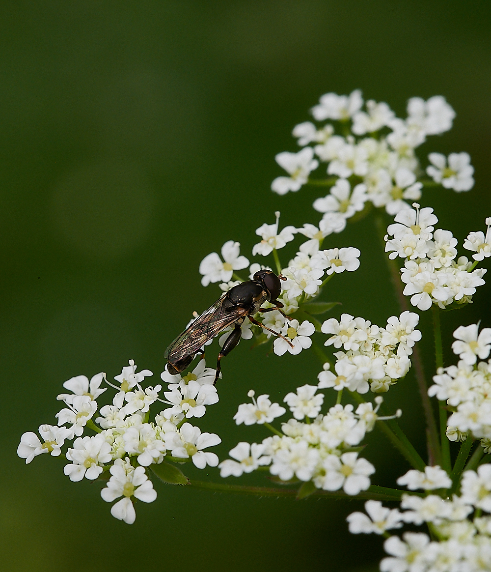 Austin&#39;sWoodPipiens270621-1