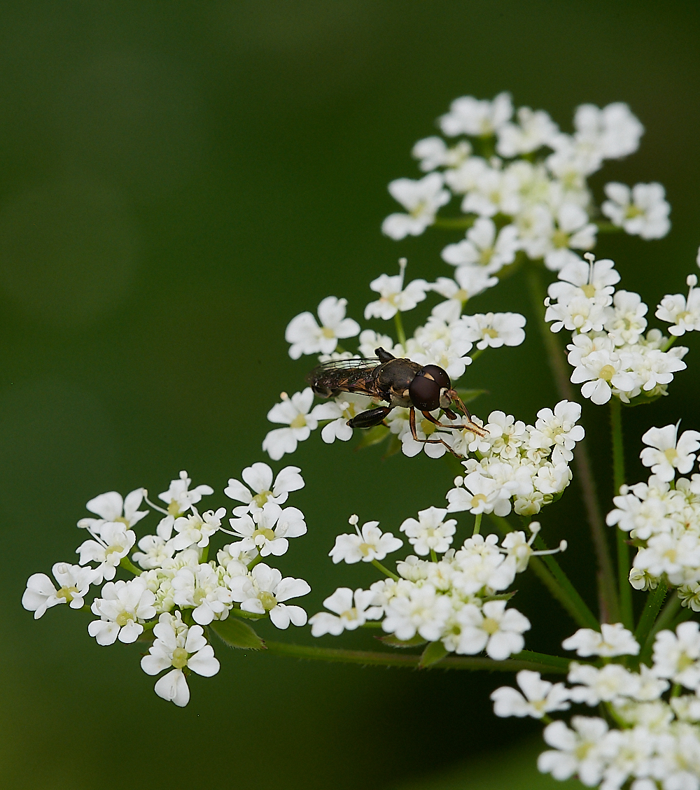 Austin&#39;sWoodPipiens270621-2