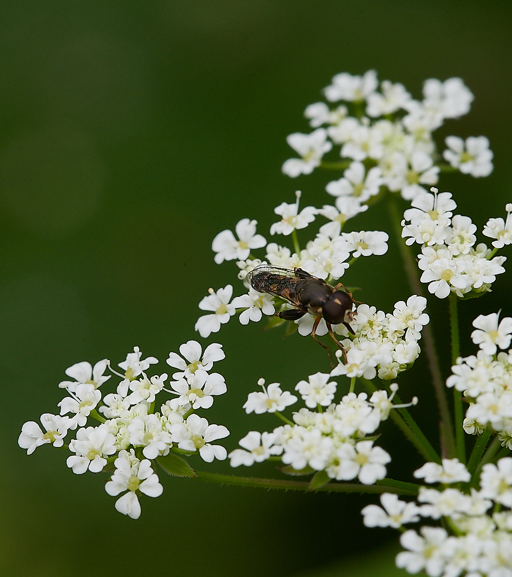 Austin&#39;sWoodPipiens270621-3