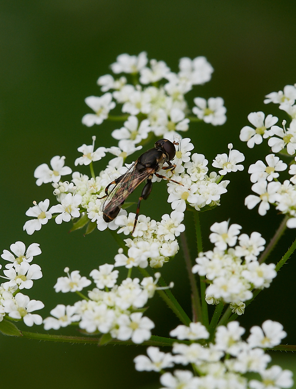 Austin&#39;sWoodPipiens270621-4