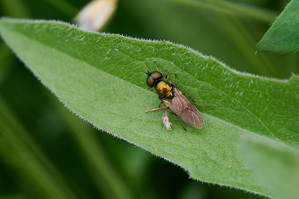 Austin&#39;sWoodScoutFly270621-1