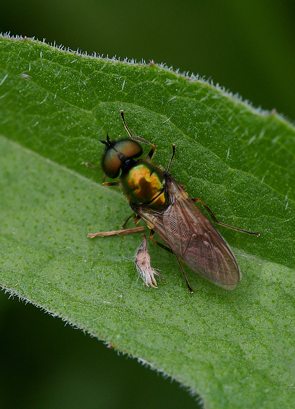 Austin&#39;sWoodScoutFly270621-2