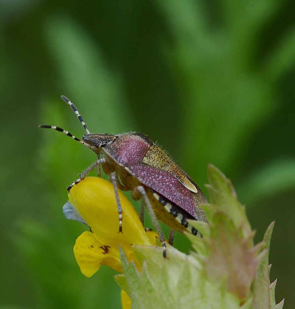 Austin&#39;sWoodShieldBug270621-1