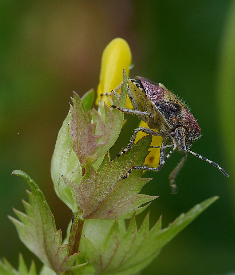 Austin&#39;sWoodShieldBug270621-2