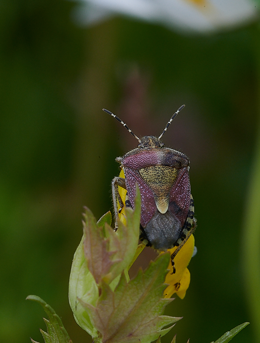 Austin&#39;sWoodShieldBug270621-4