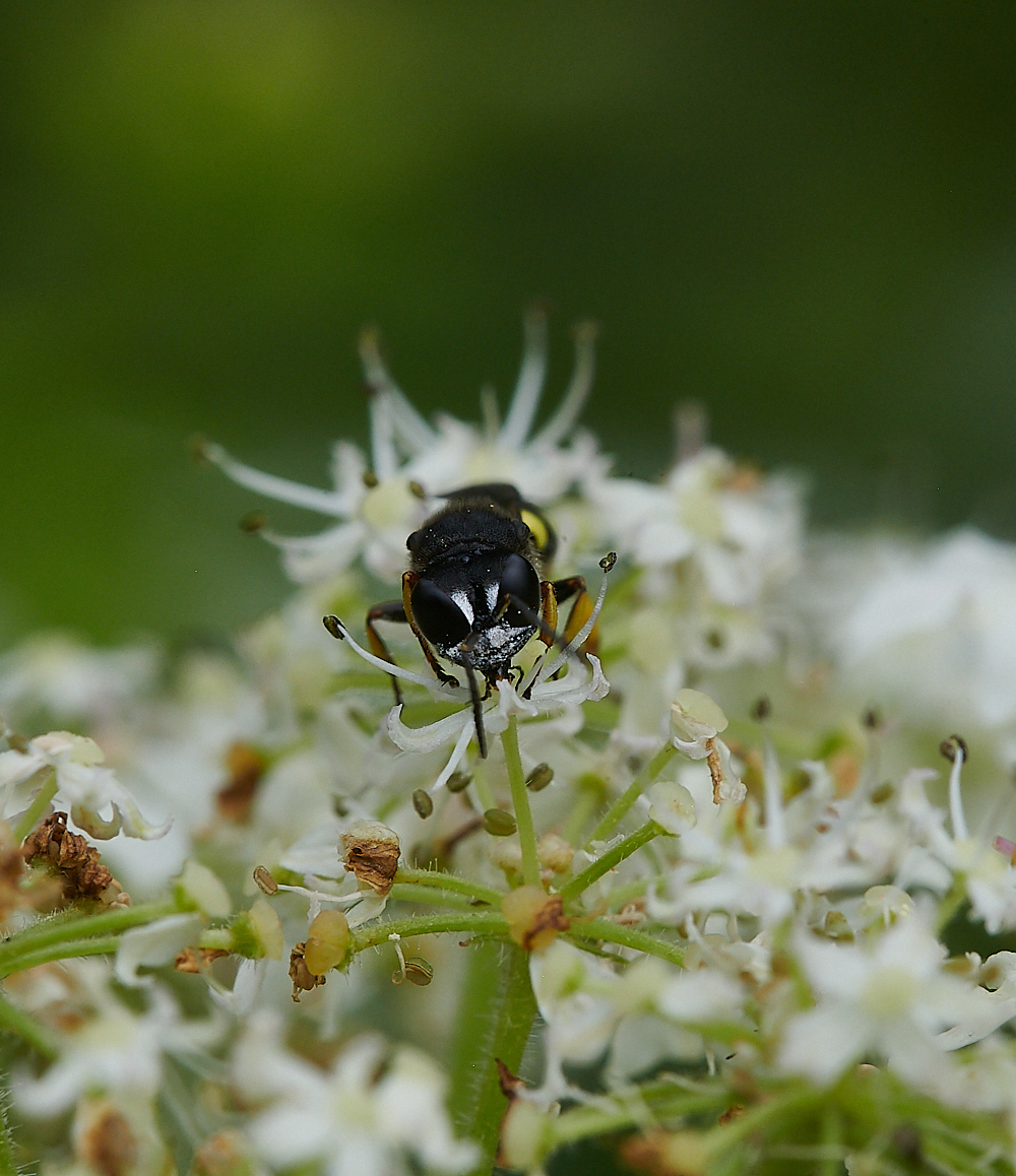 Austin&#39;sWoodWasp270621-2