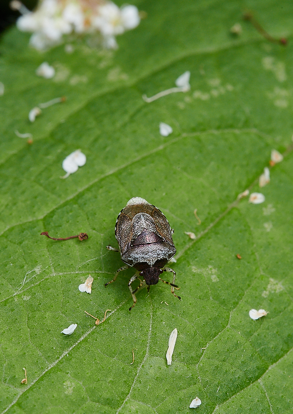 Austin&#39;sWoodWoundwortShieldBug270621-1