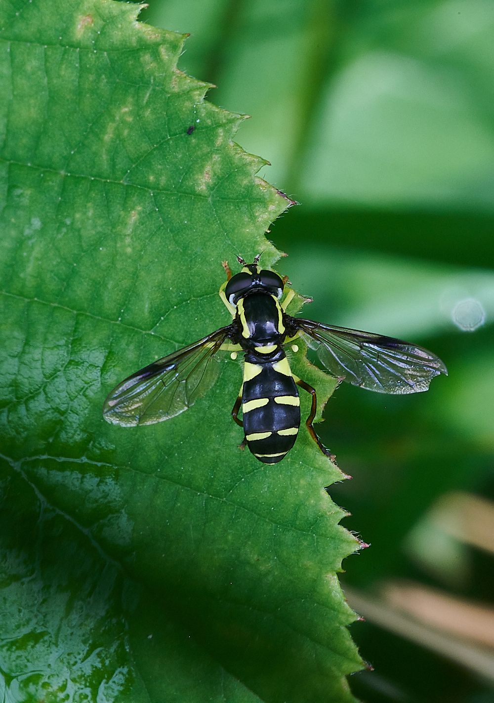 Austin&#39;sWoodXanthogramma270621-1