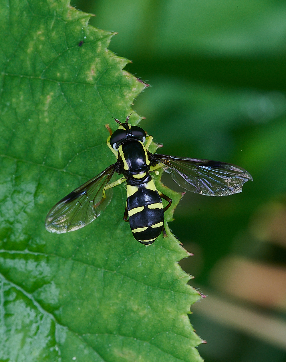 Austin&#39;sWoodXanthogramma270621-4