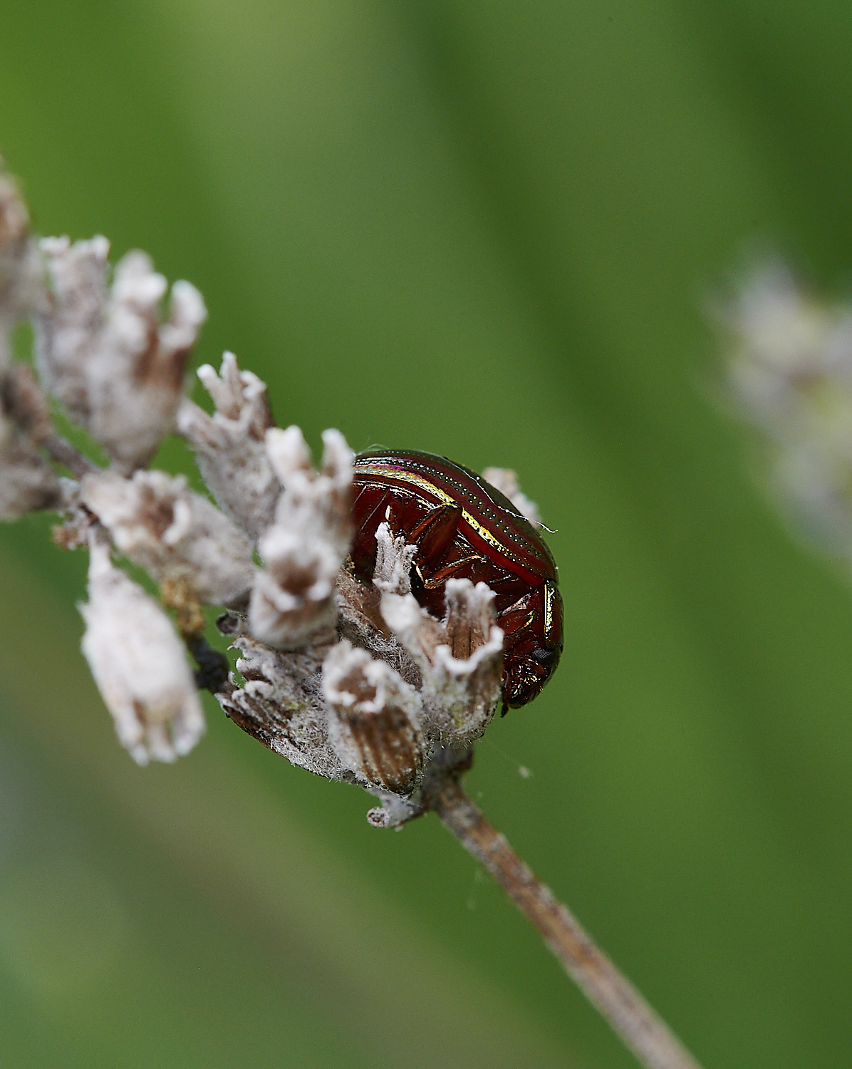 AylshamBug150621-1