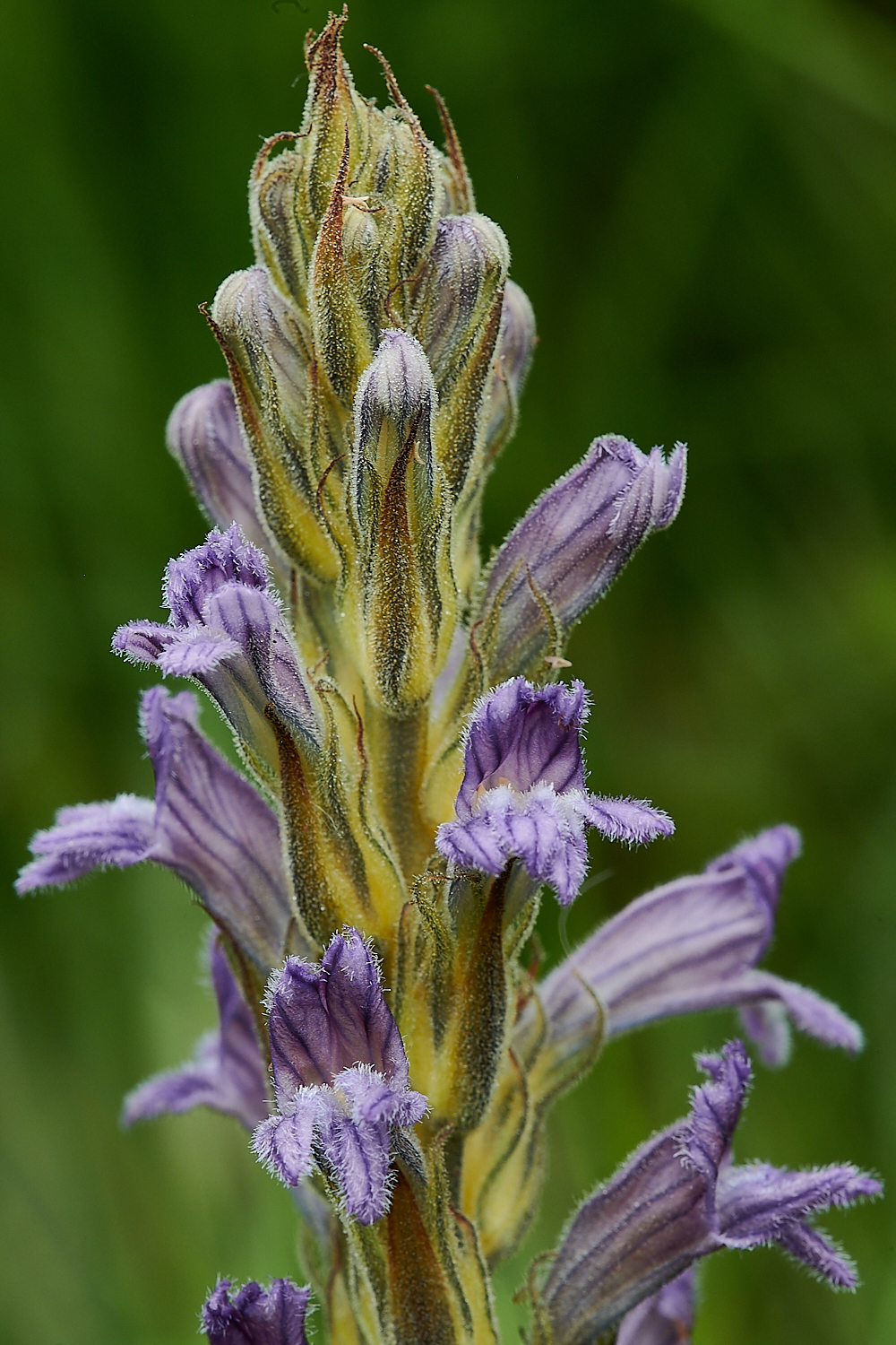 BeestonBumpBroomrape140621-1