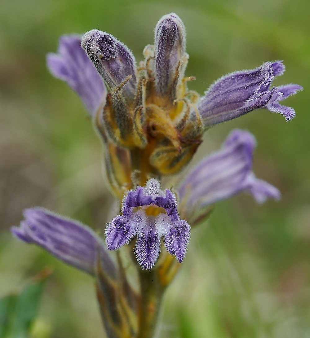 BeestonBumpBroomrape140621-4