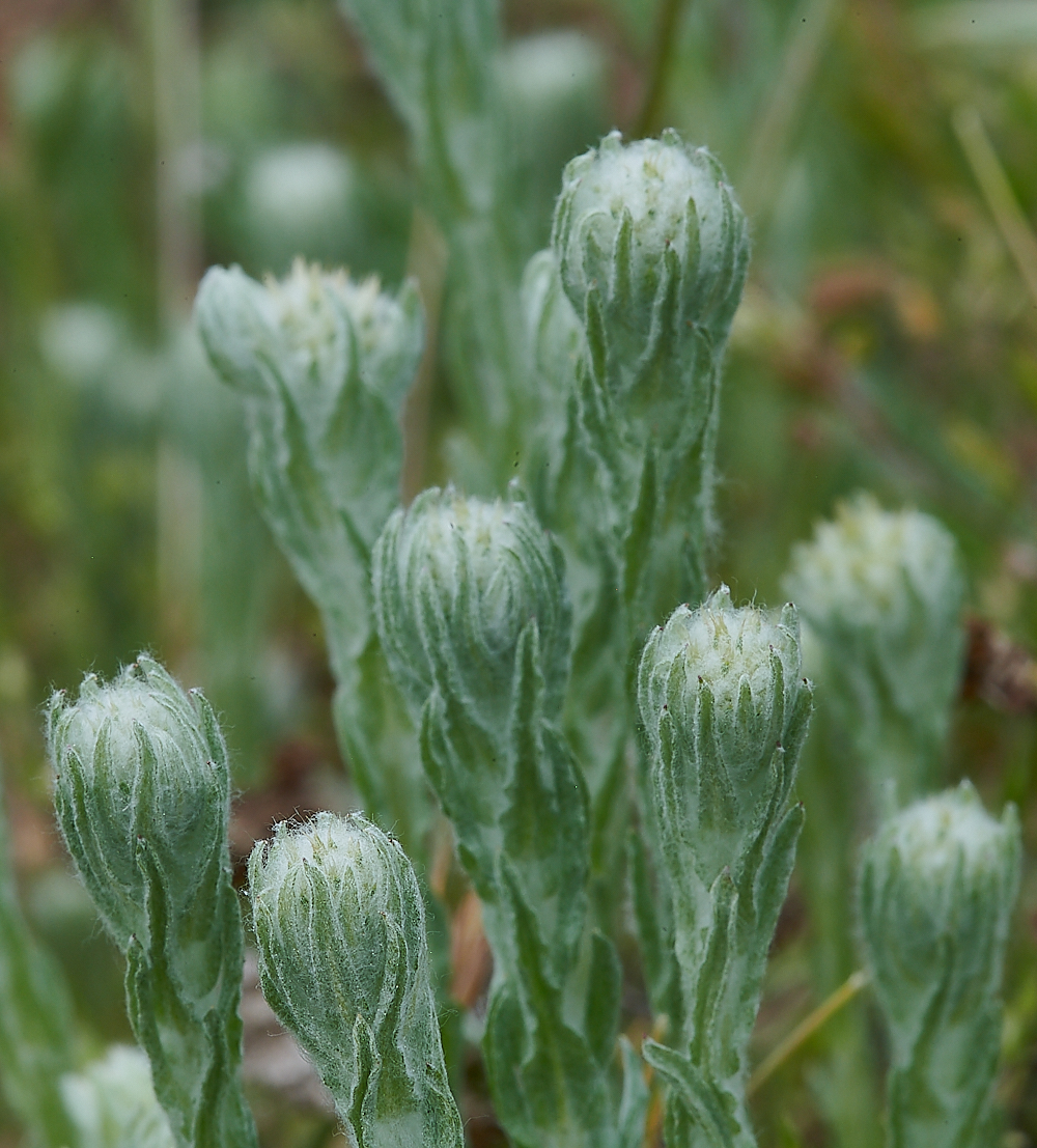 BeestonBumpCudweed140621-1