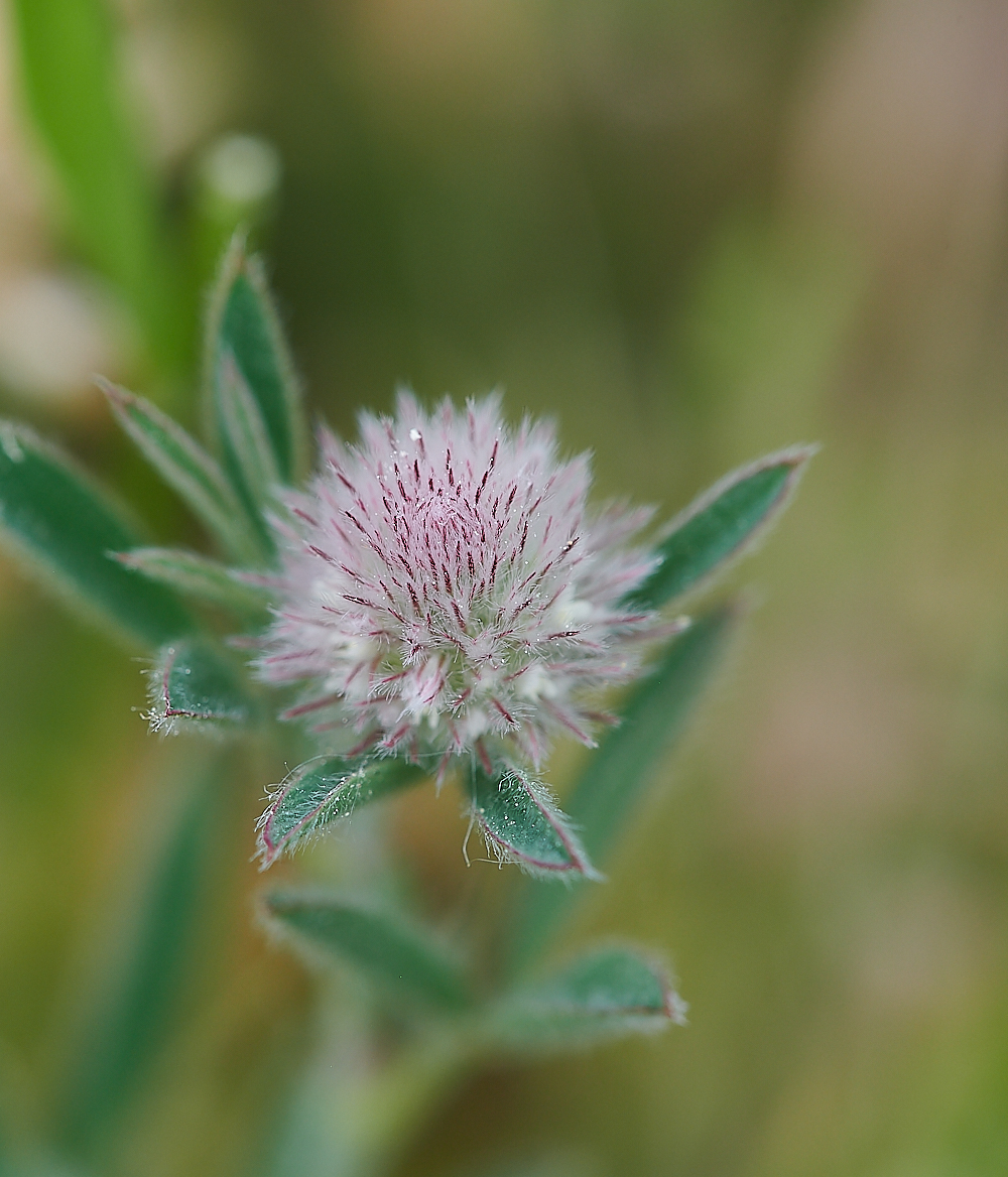 BeestonBumpHare&#39;sTailClover140621-1