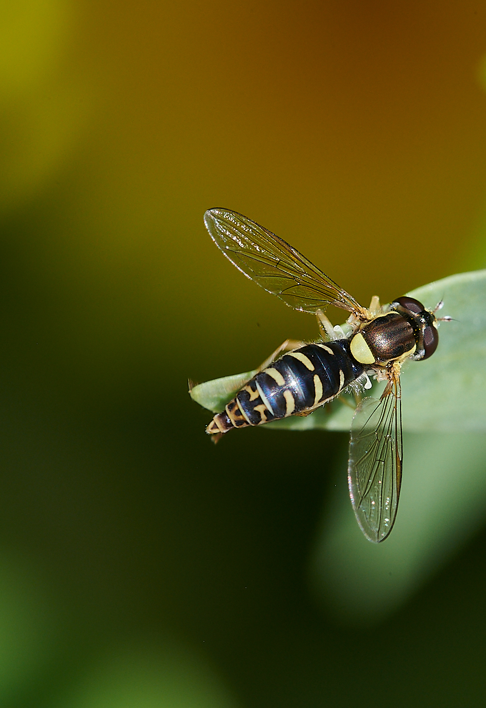 BeestonBumpSphaerophoraSp140621-1