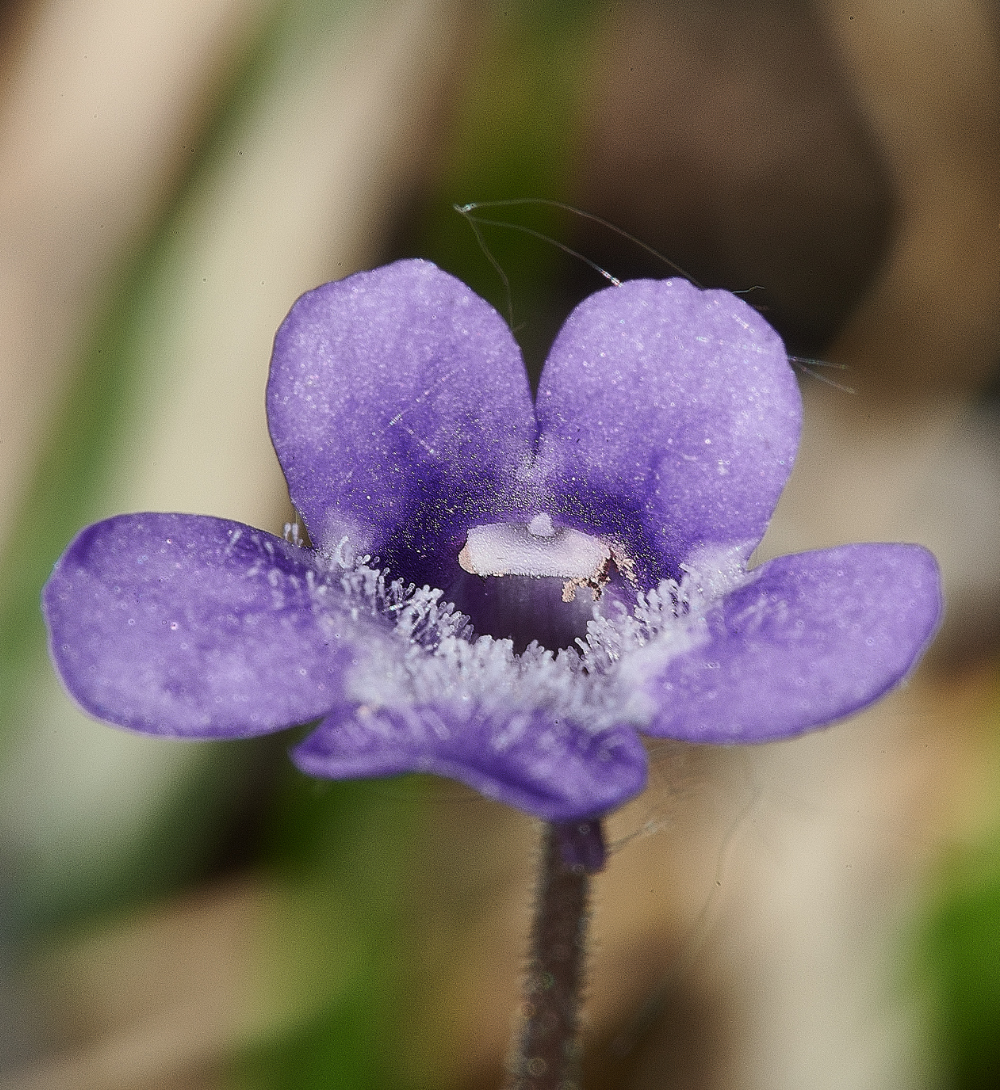 BeestonCommonButterwort050621-1