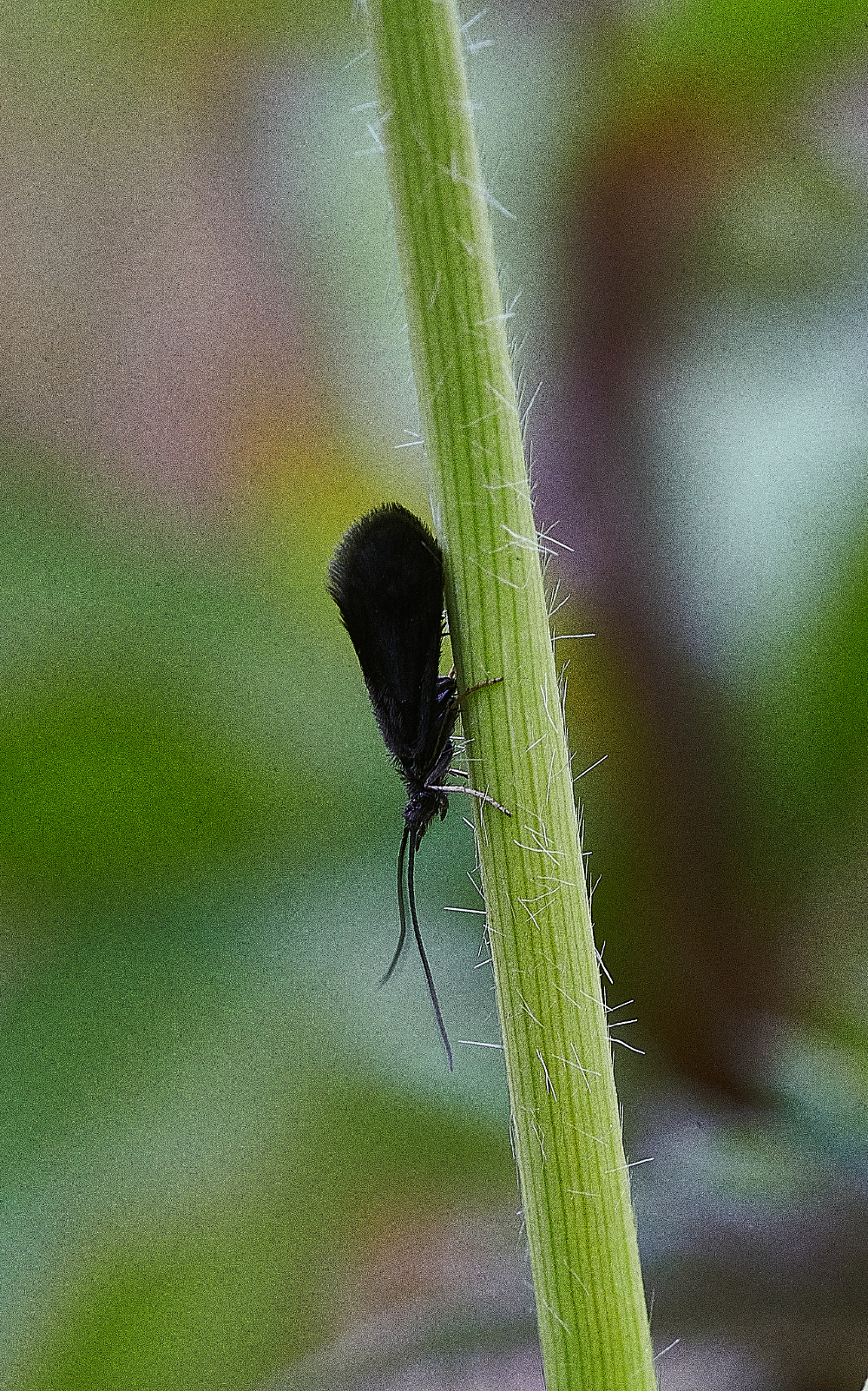 BeestonCommonCaddis230521-1