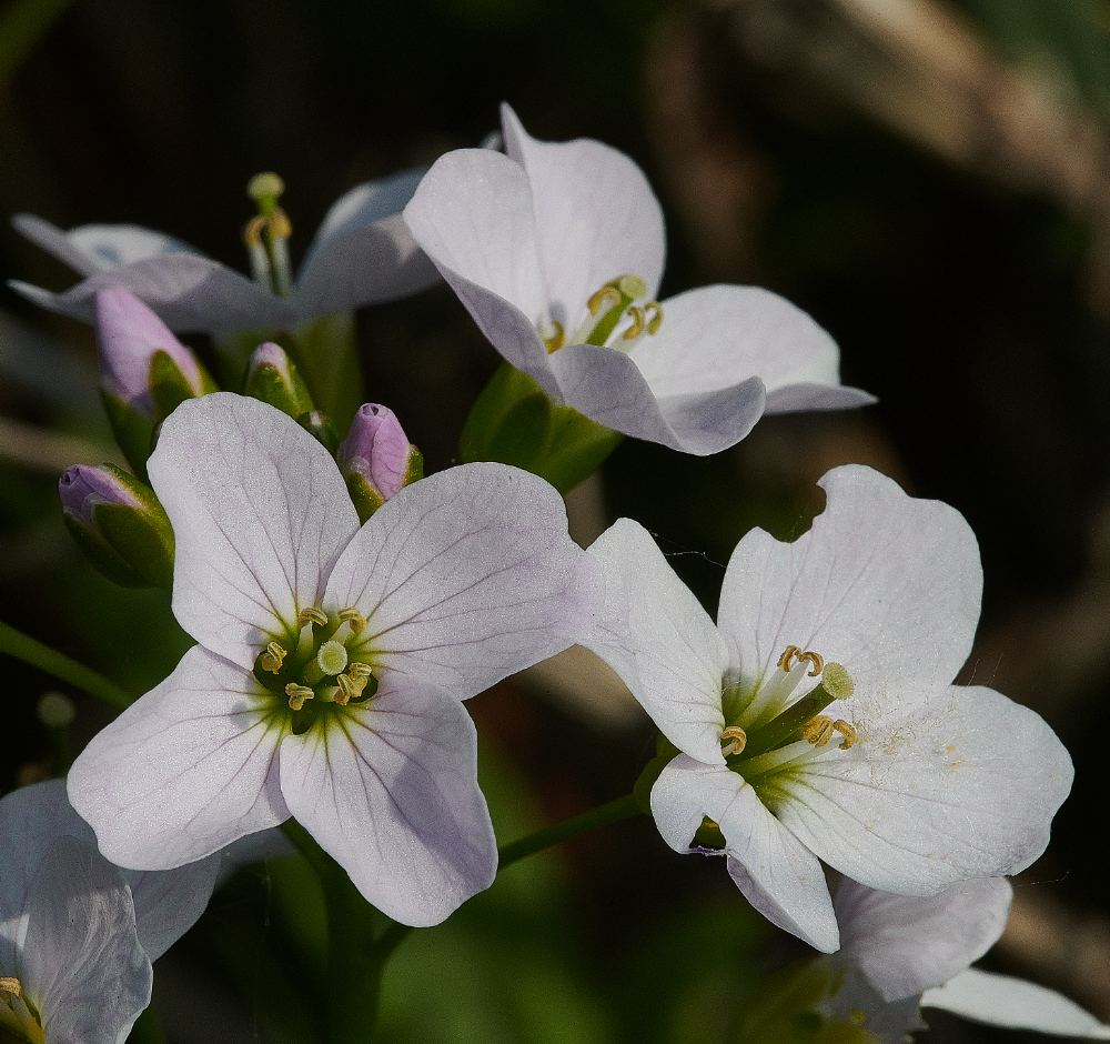 BeestonCommonCuckooFlower030621-1