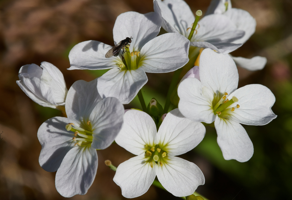 BeestonCommonCuckooFlower050621-1