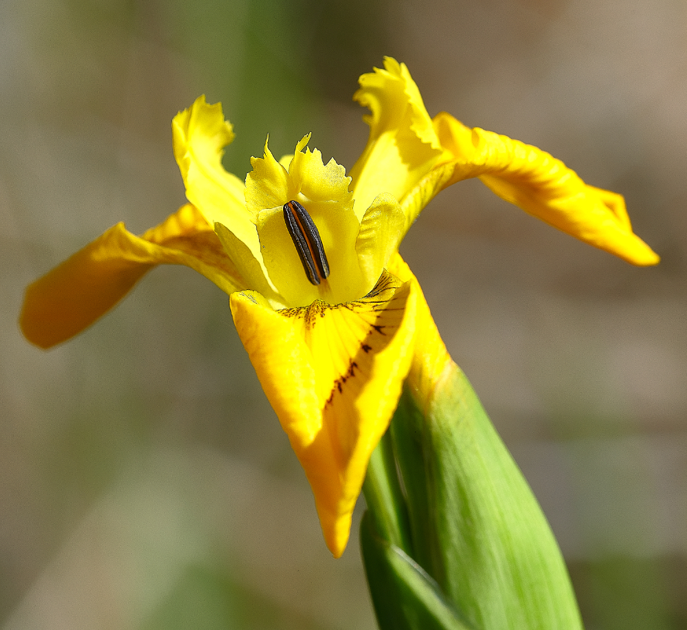 BeestonCommonFlagIris050621-2