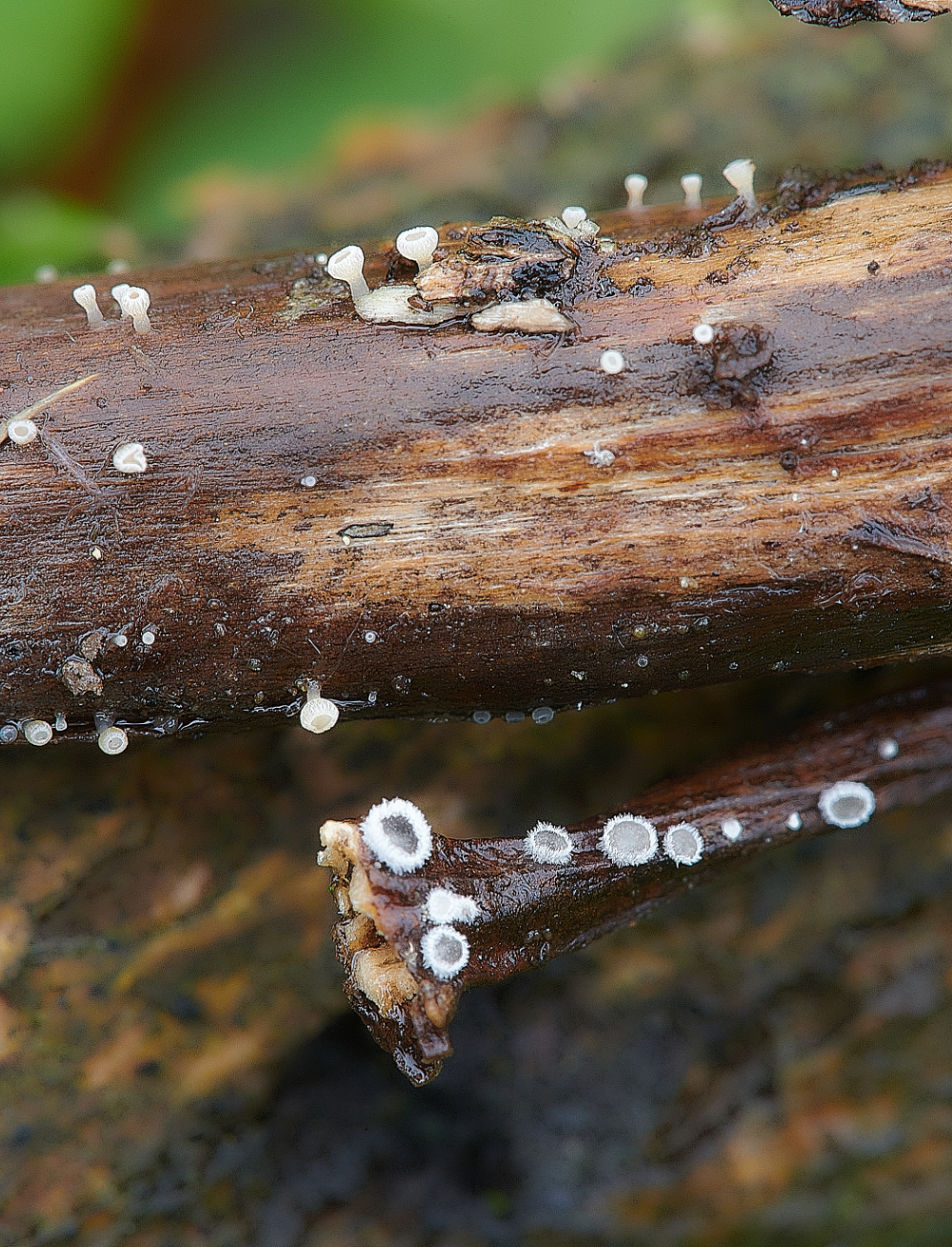 BeestonCommonFungi10230521-1