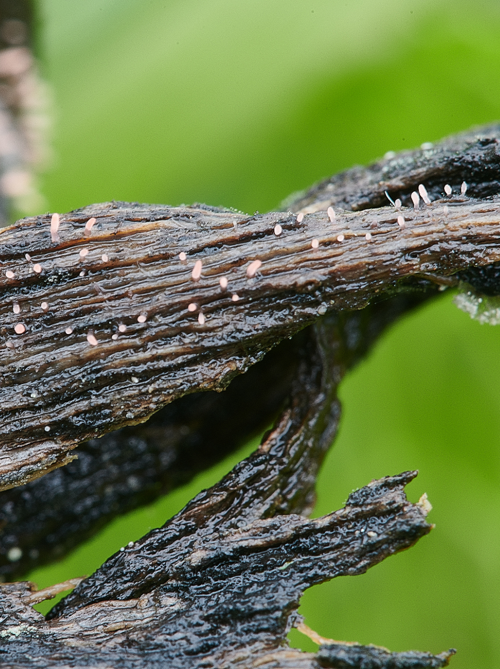 BeestonCommonFungi11230521-1