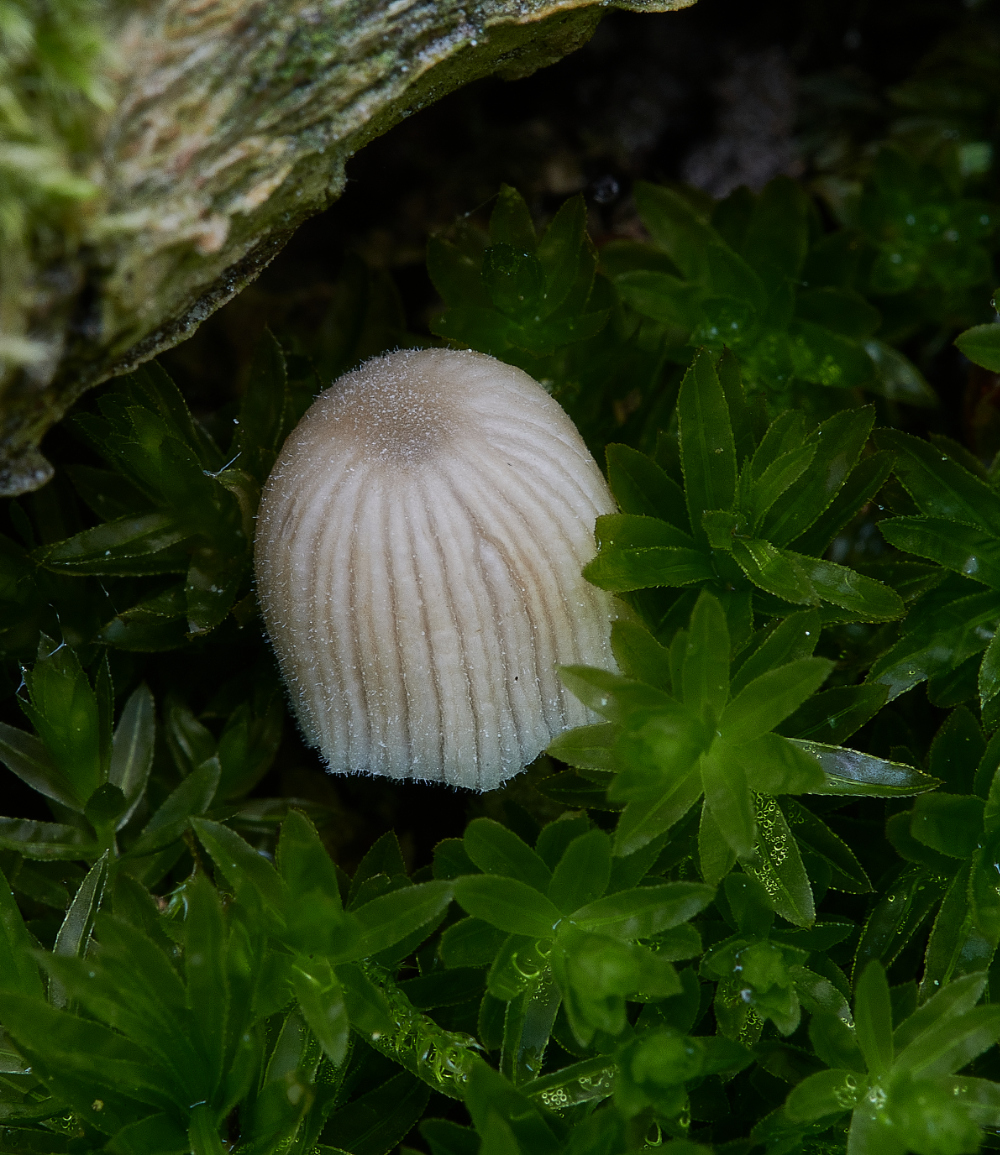 BeestonCommonFungi1230521-1