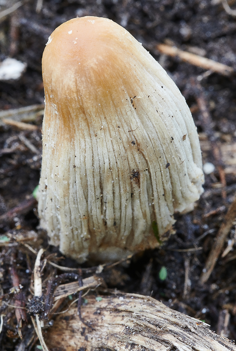 BeestonCommonFungi2230521-1