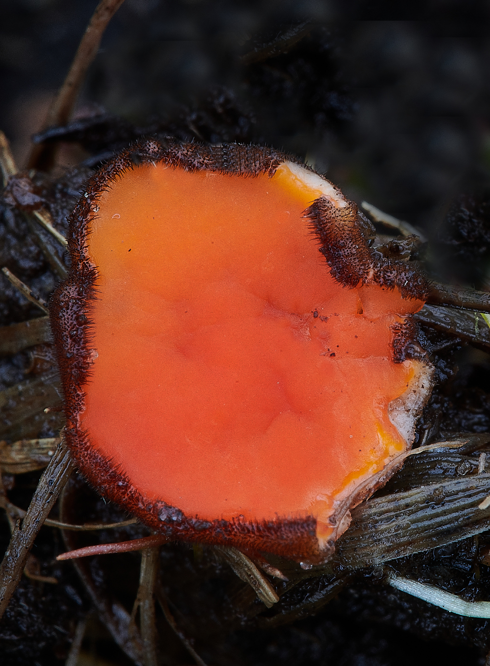 BeestonCommonFungi3230521-1