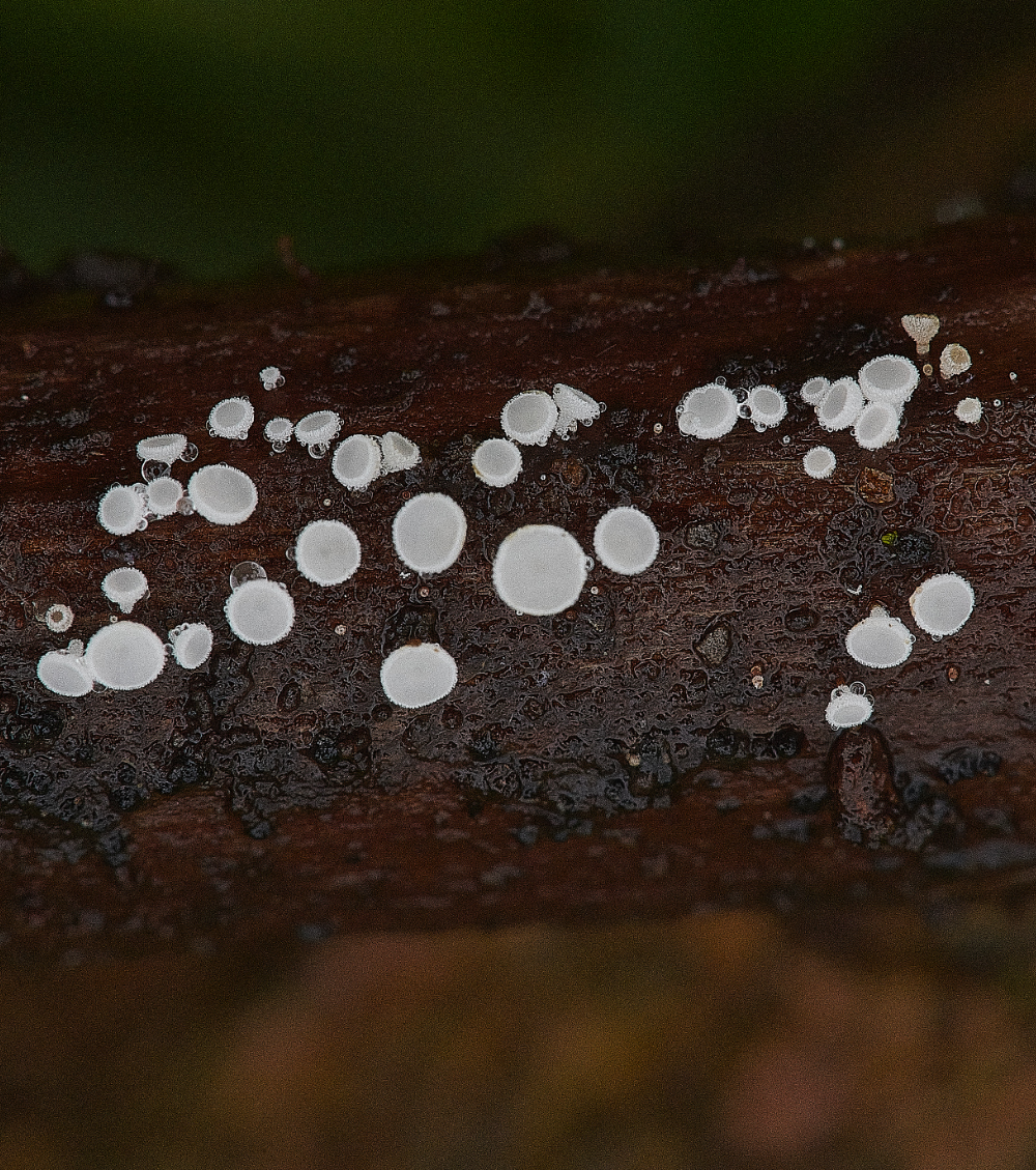 BeestonCommonFungi8230521-1a