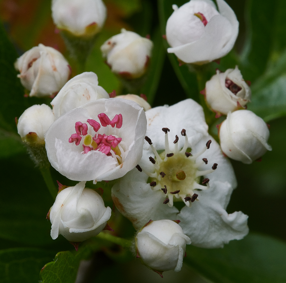 BeestonCommonHawthorn230521-1