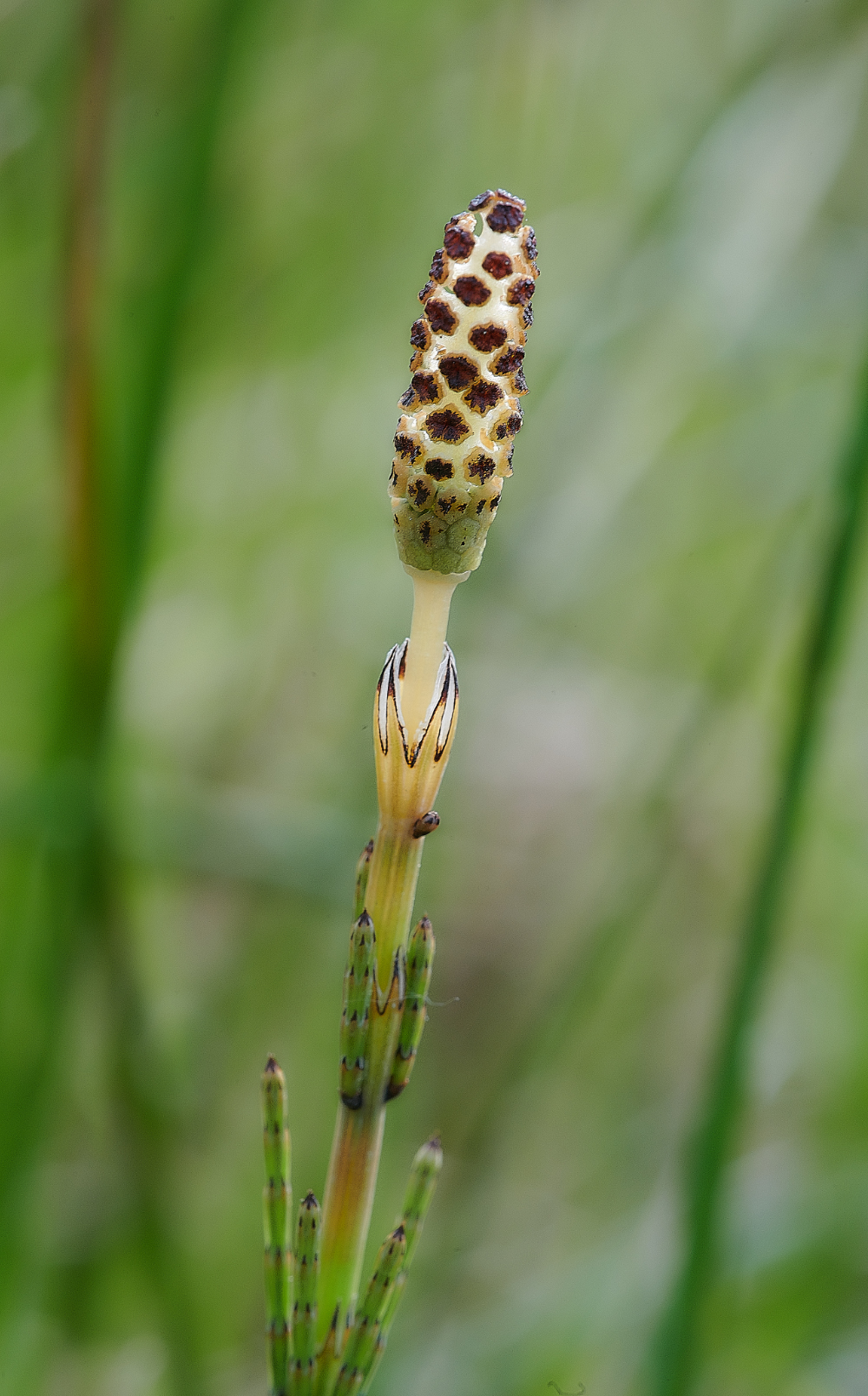 BeestonCommonMare&#39;sTail030621-1